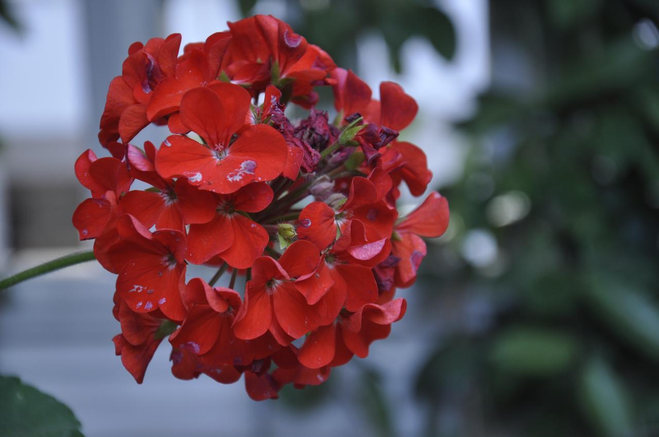 Bahtili Hotel Villa Casablanca מראה חיצוני תמונה
